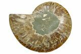 Cut & Polished Ammonite Fossil (Half) - Madagascar #379243-1